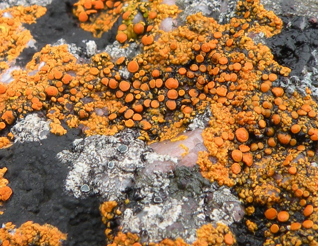 Sugli scogli del Galles